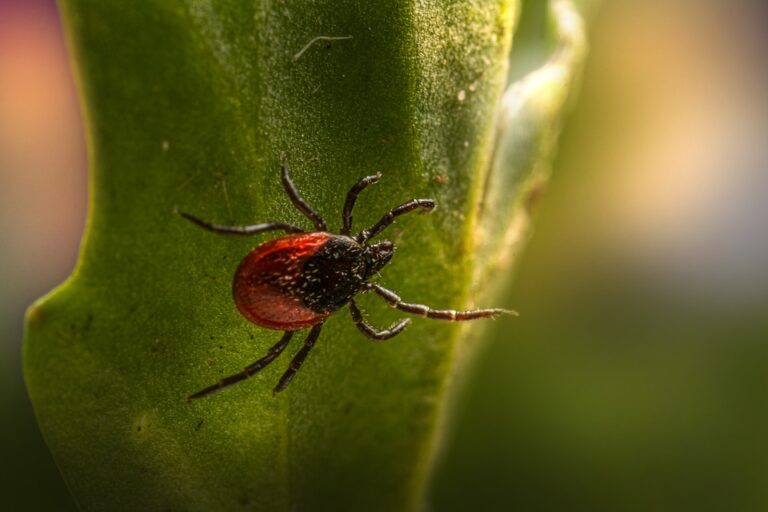 Can Eating Red Meat Increase Your Chance of Contracting Lyme Disease? Experts Weigh In