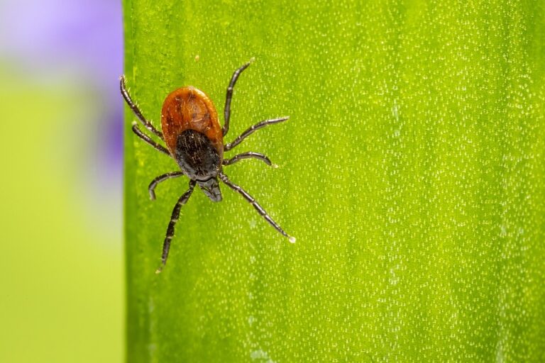 One Tick Bite Can Trigger Autoimmune Disease: Experts Warn of Lyme Disease Risks